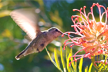 humming-bird.jpg